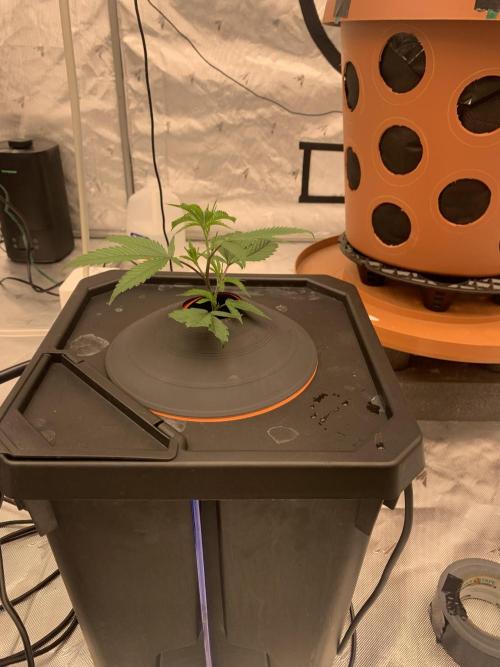 DIY RDWC Test Run. Week 2