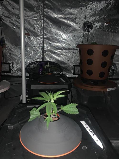 DIY RDWC Test Run. Week 2
