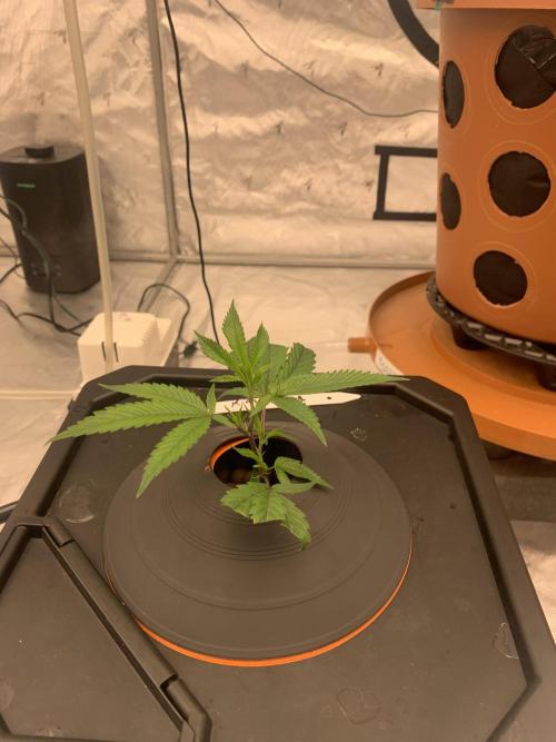 DIY RDWC Test Run. Week 2