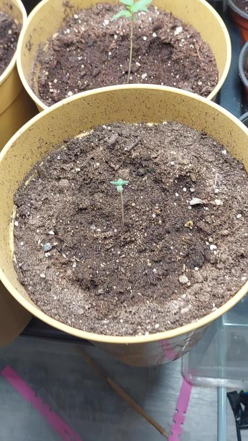 420fustbads auto mix