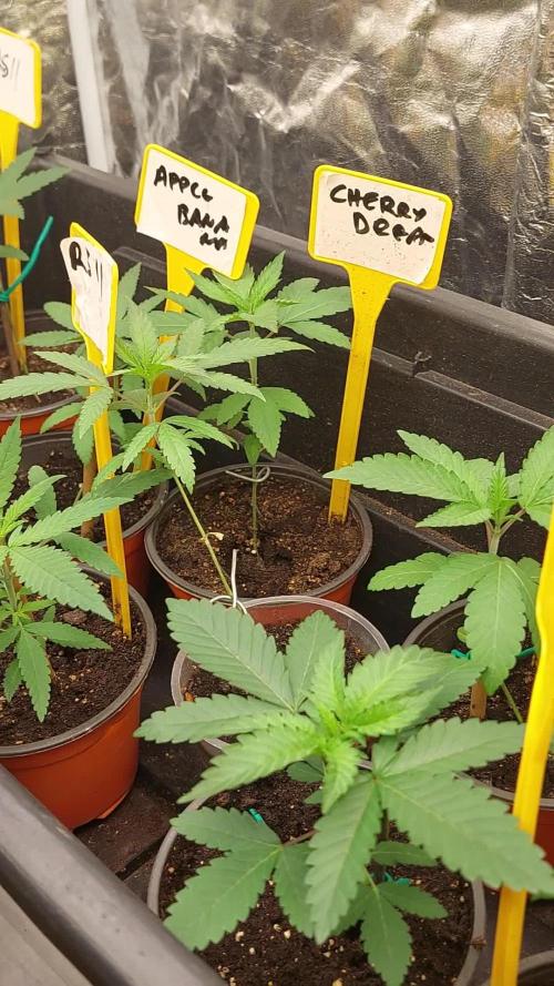 Kannabias run
