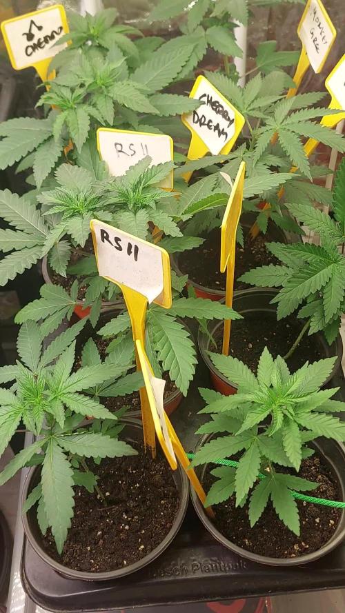 Kannabias run