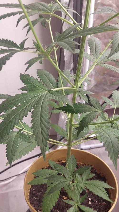 420fustbads auto mix