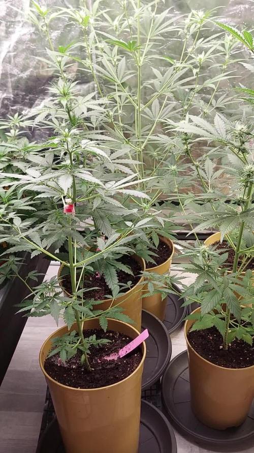 420fustbads auto mix