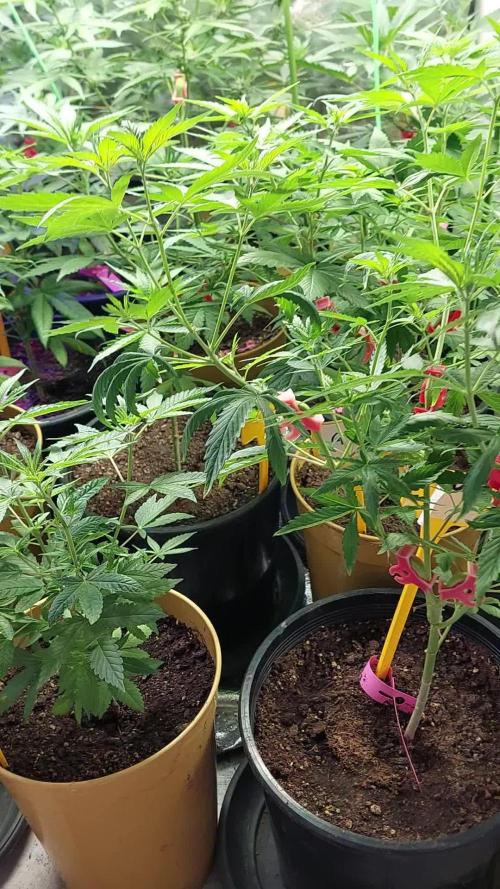 Kannabias run