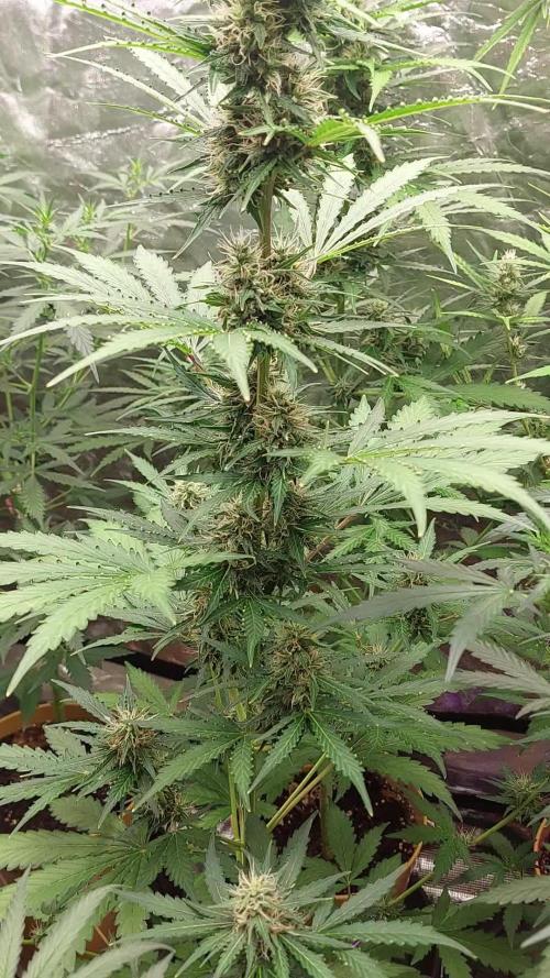 420fustbads auto mix