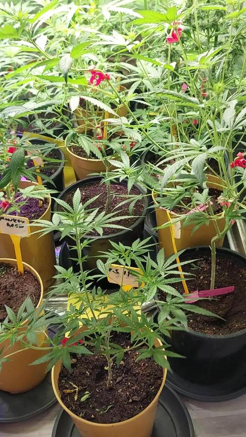 Kannabias run