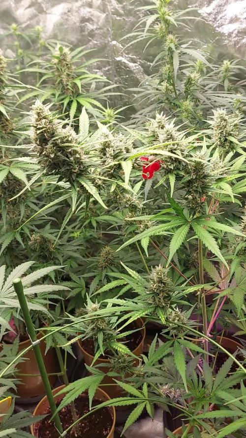 420fustbads auto mix