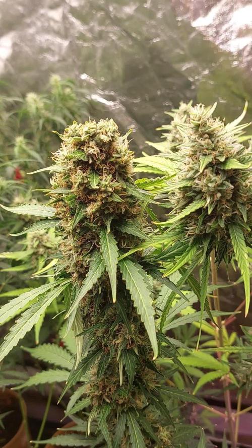 420fustbads auto mix