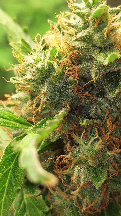 420fustbads auto mix