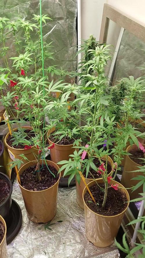 Kannabias run