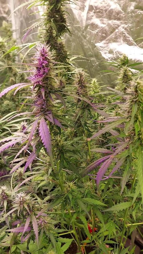 420fustbads auto mix