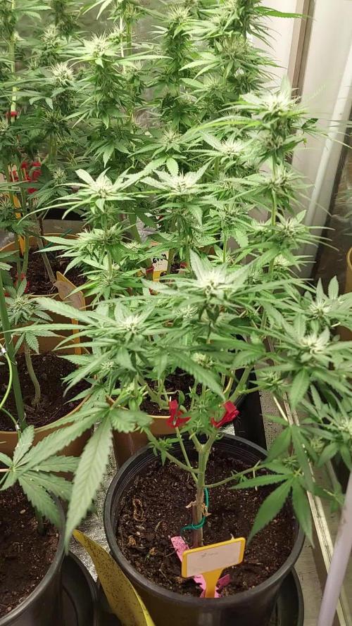 Kannabias run