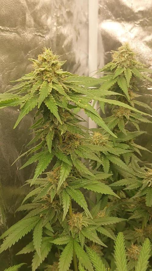 Kannabias run