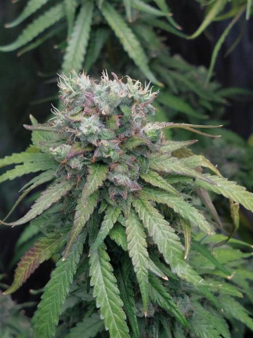 Kannabias run. Week 15