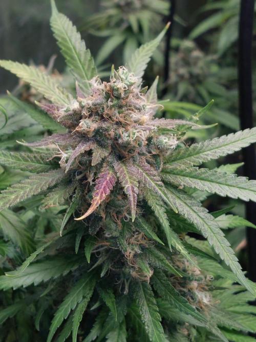 Kannabias run. Week 15