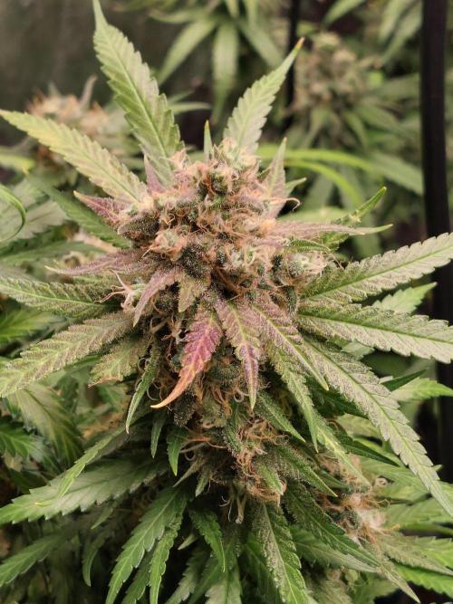 Kannabias run. Week 15