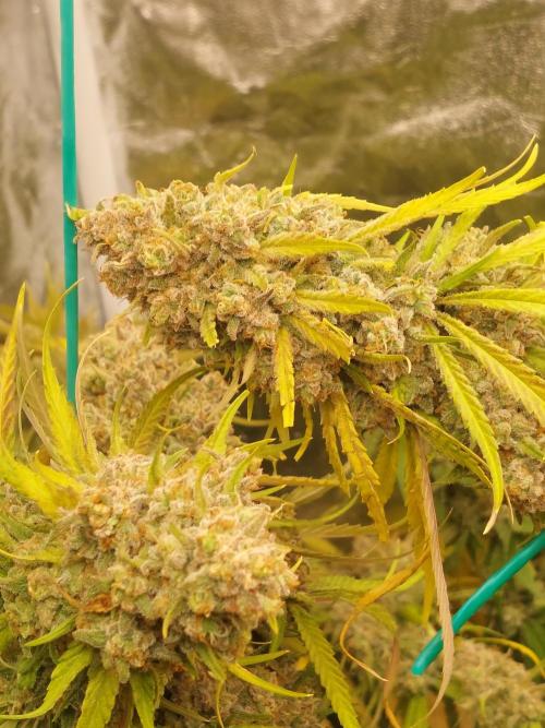 Kannabias run. Week 15