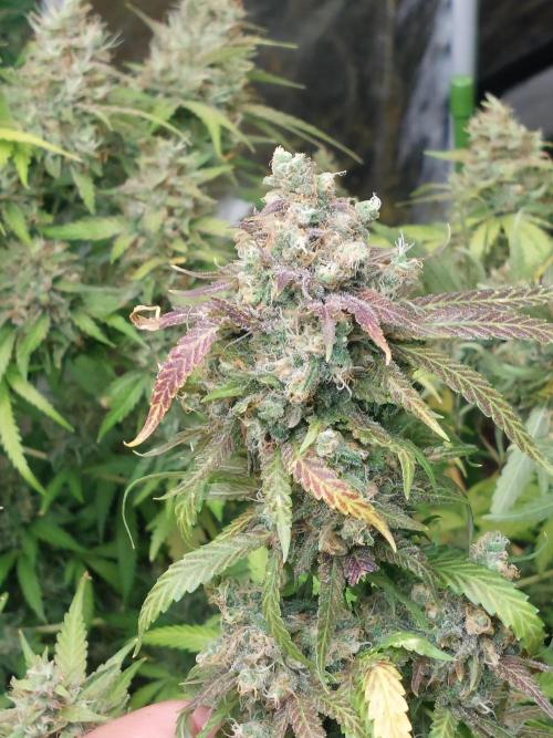 Kannabias run. Week 16