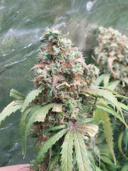 Kannabias run. Week 16