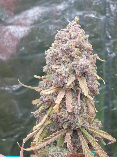 Kannabias run. Week 16