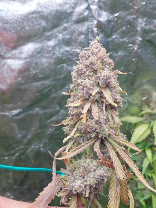 Kannabias run. Week 16