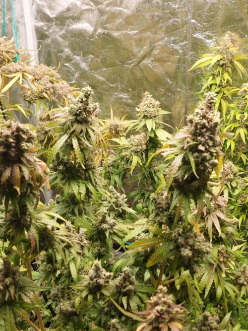 Kannabias run. Week 16