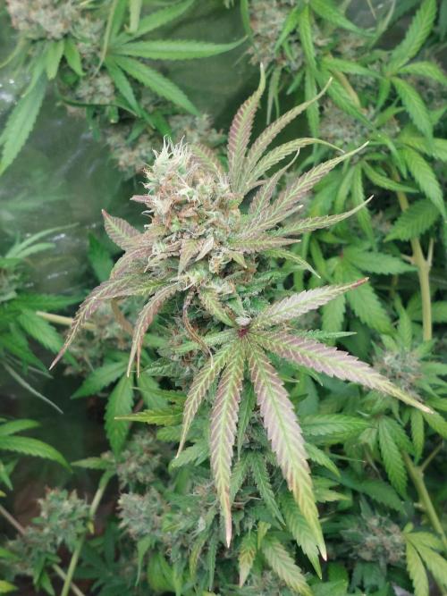 Kannabias run. Week 16