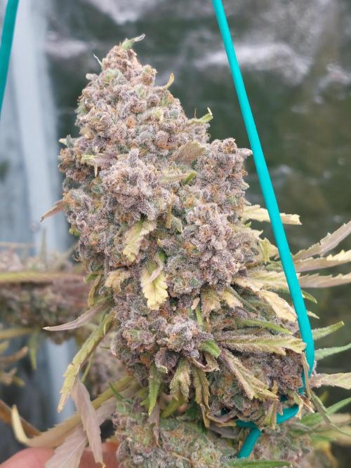 Kannabias run. Week 16