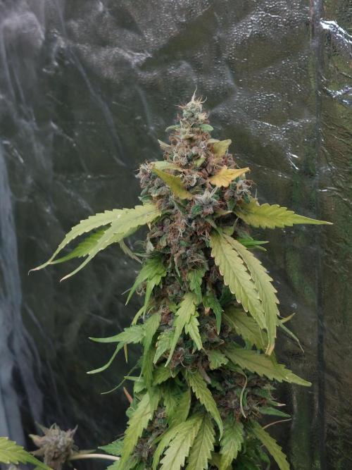 Kannabias run. Week 16