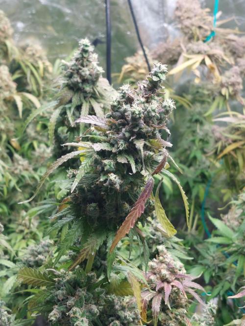 Kannabias run. Week 16