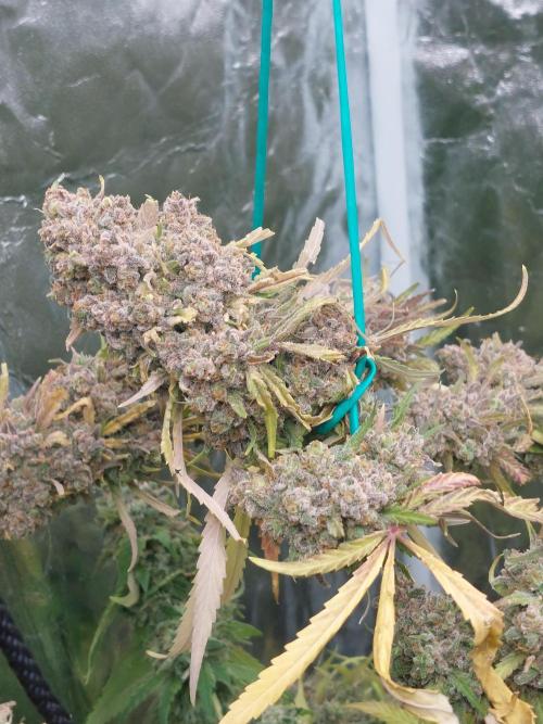 Kannabias run. Week 16