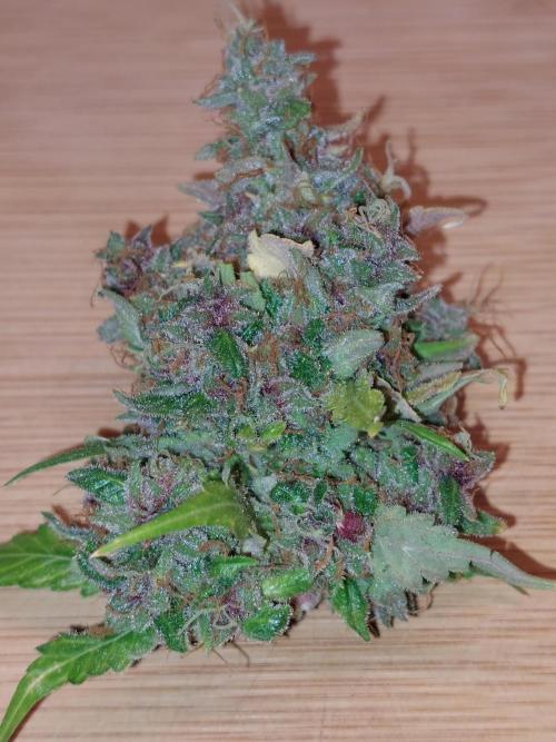 Kannabias run. Week 17