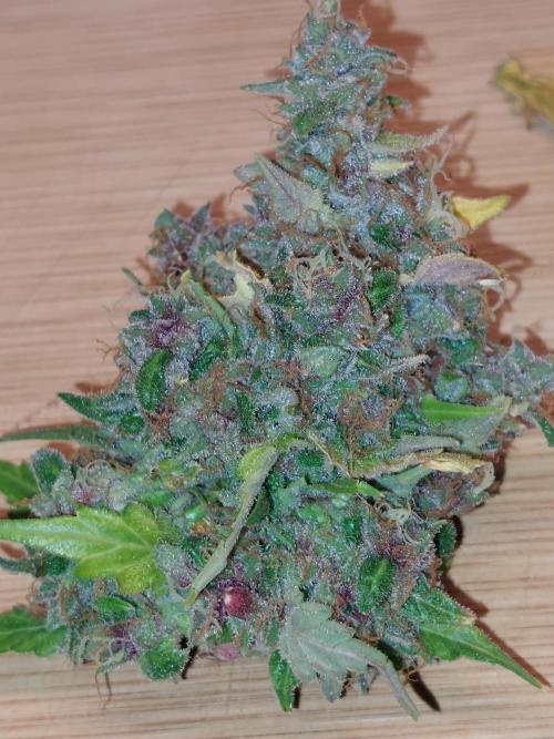 Kannabias run. Week 17