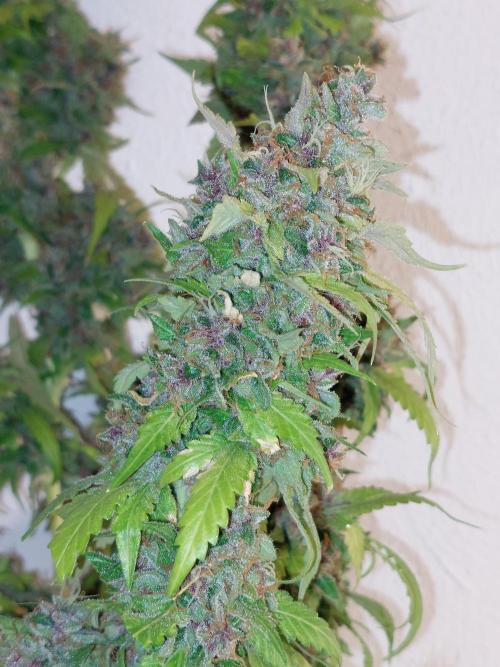 Kannabias run. Week 17