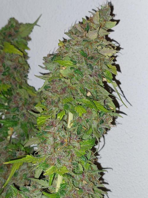 Kannabias run. Week 17