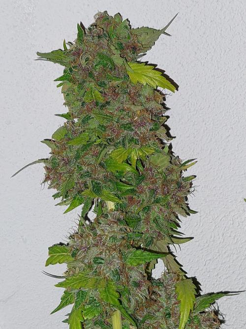 Kannabias run. Week 17