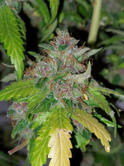 Kannabias run. Week 17