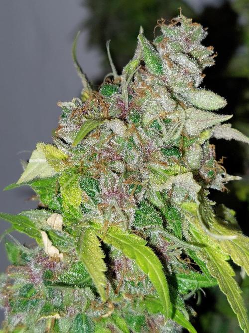 Kannabias run. Week 17