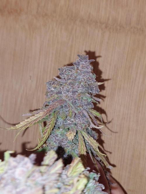 Kannabias run. Week 17