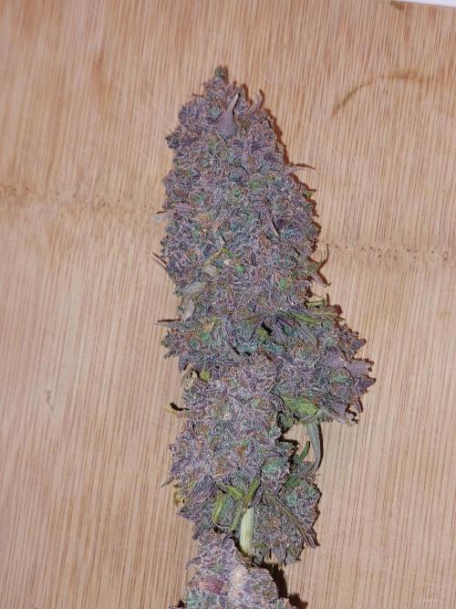 Kannabias run. Week 17