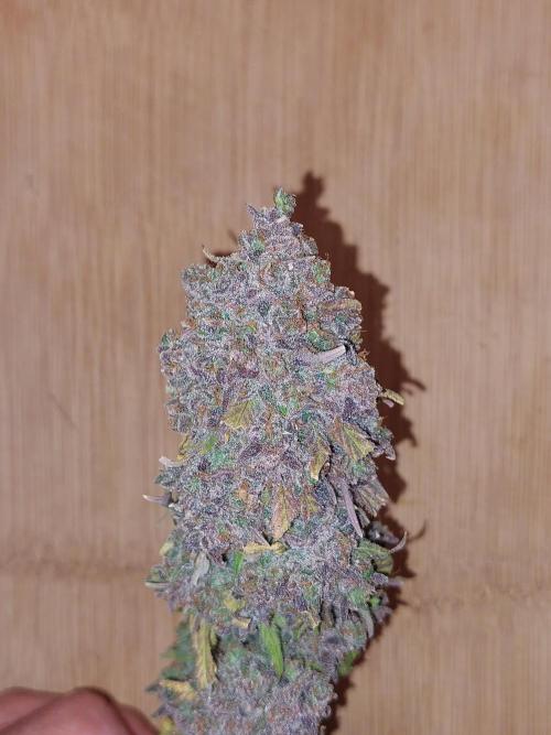 Kannabias run. Week 17