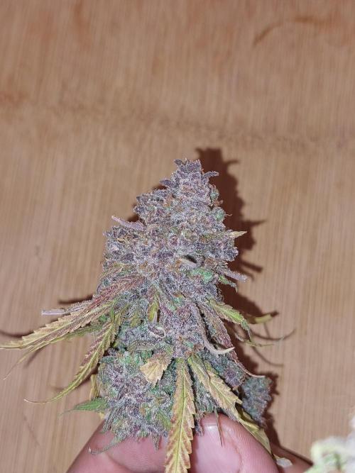 Kannabias run. Week 17