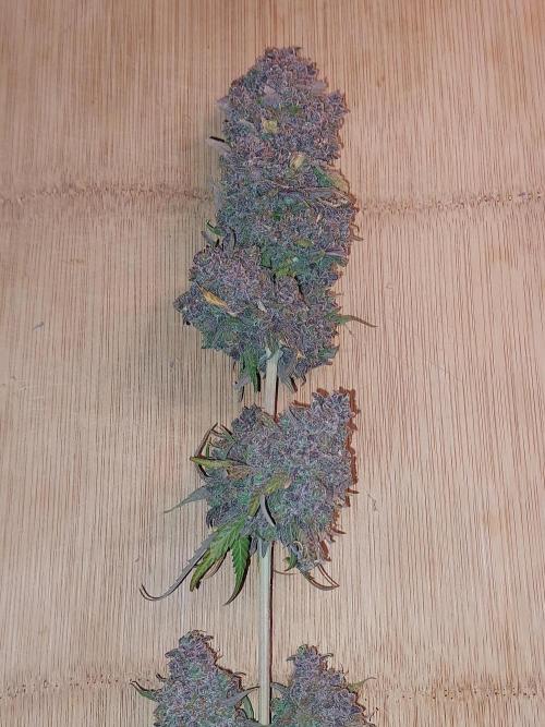 Kannabias run. Week 17