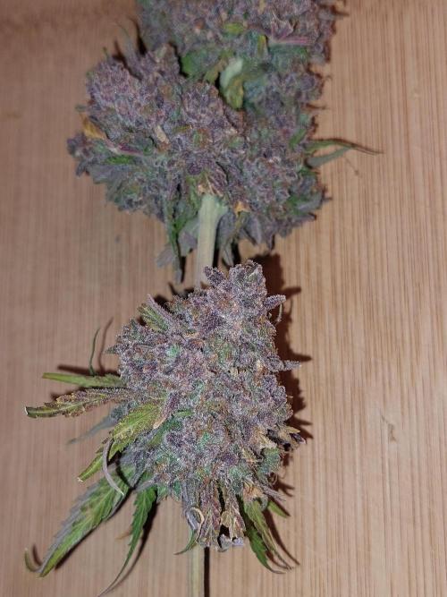 Kannabias run. Week 17