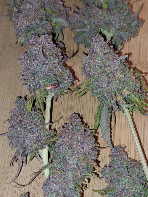 Kannabias run. Week 17