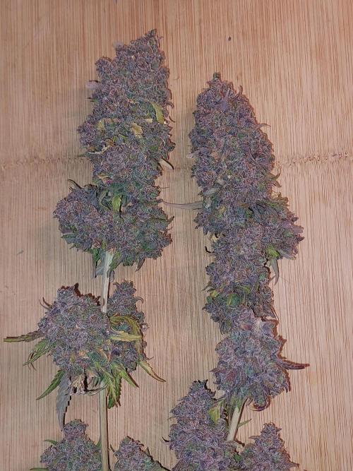 Kannabias run. Week 17