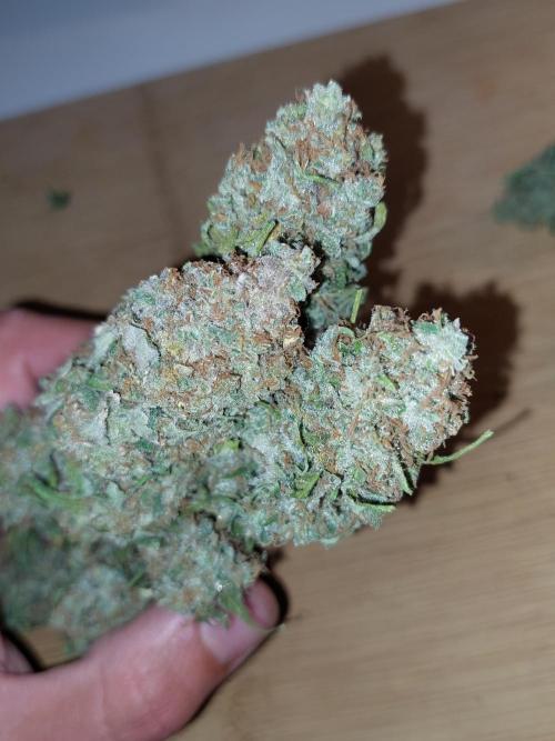 Kannabias run. Week 17