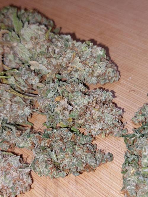 Kannabias run. Week 17