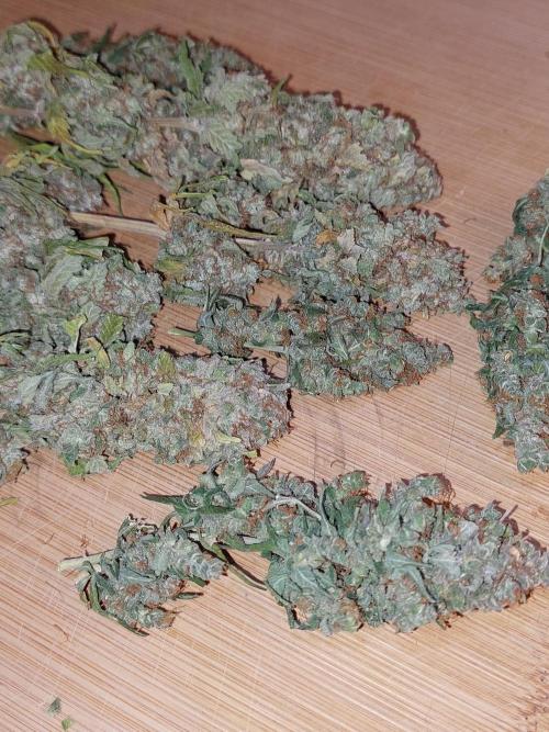 Kannabias run. Week 17